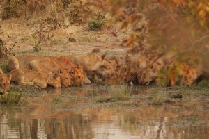 Lionesses drinking water