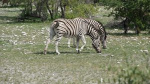 Zebras grazing