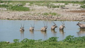 Oryx Antelopes standing in water