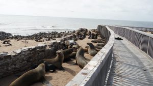 Cape Cross Seal Colony