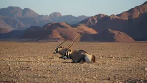 Oryx in Sesriem Canyon Area