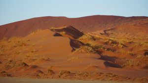 Grass on Red Dunes