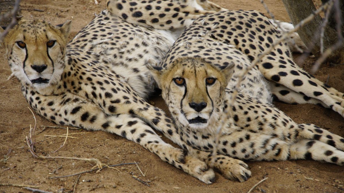 Cheetahs lying in sand