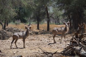 Kudu Bulls