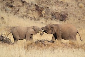 Desert Elephants