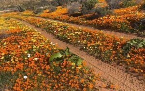 Namaqualand Daisies in bloom
