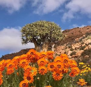 Namaqua Daisies & Quivertree