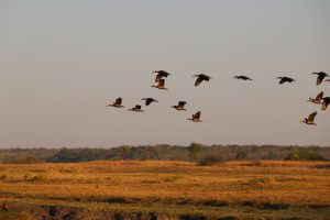 White-faced Ducks in flight