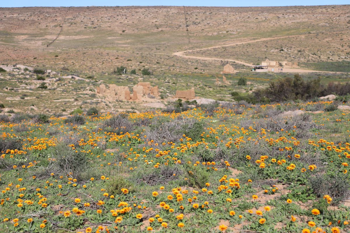 Namaqualand Landscape