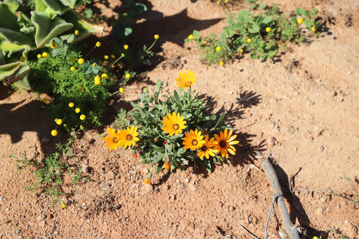 Namaqualand Daisies