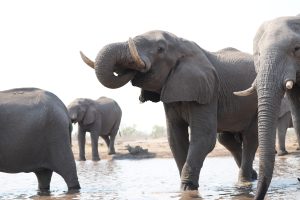 Elephants drinking