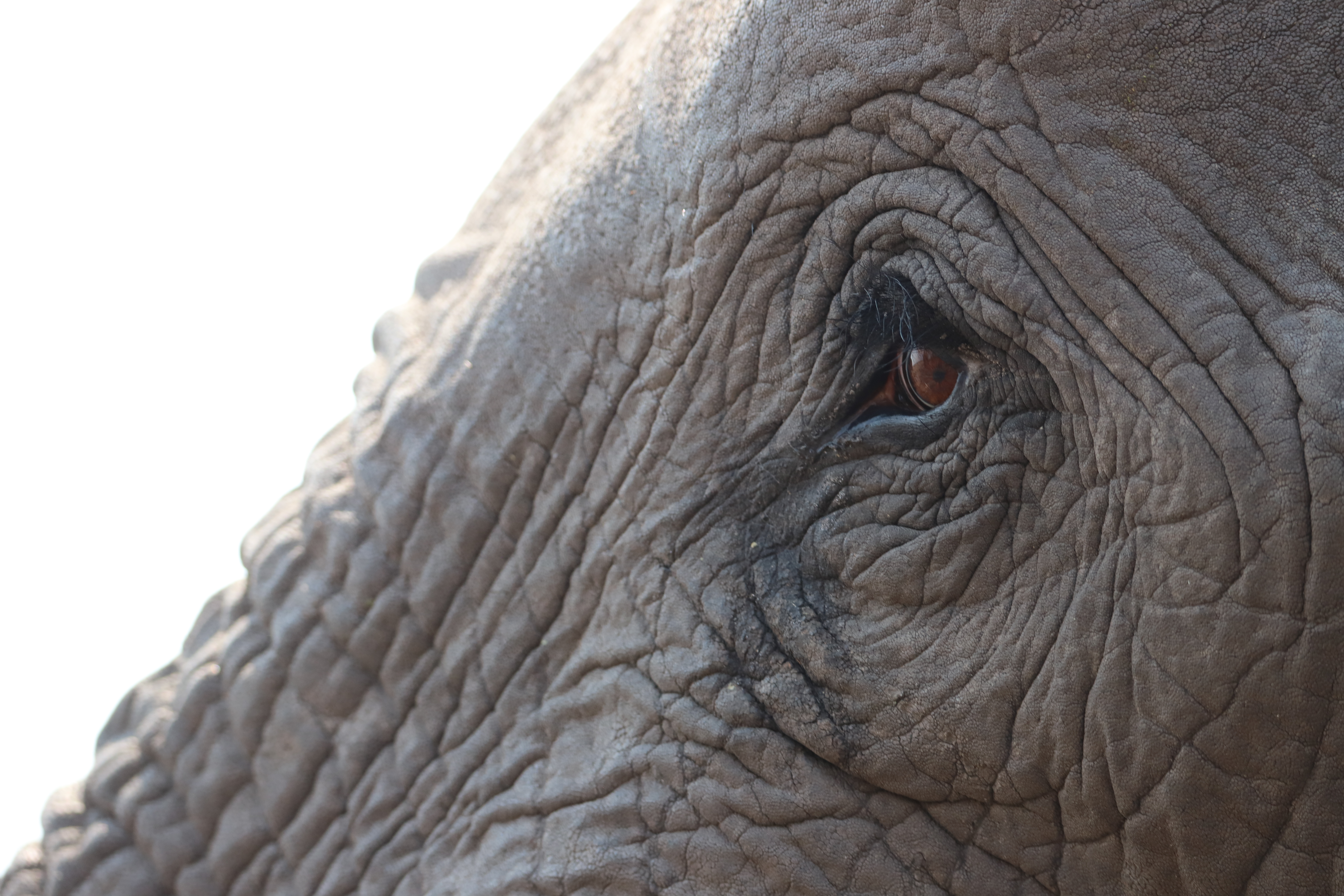 Elephant eye