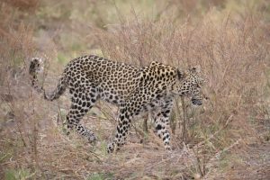 Leopard walking through grass