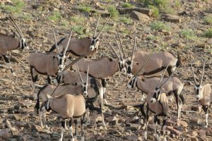 Oryx Antelopes