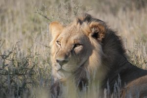 Kalahari Black-maned Lion