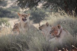 Tagged Lions