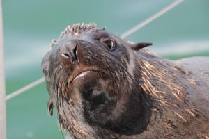 Curious Seal