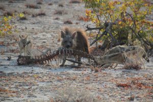 Brown Hyena