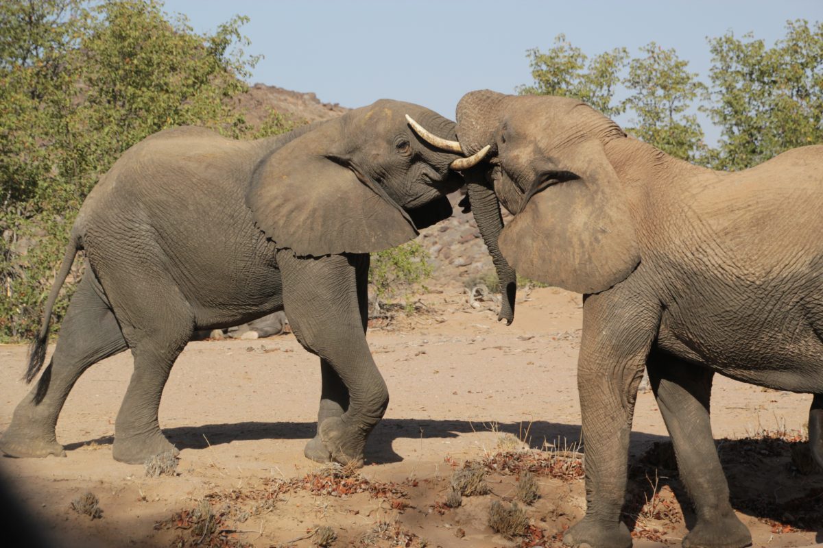 Elephants play