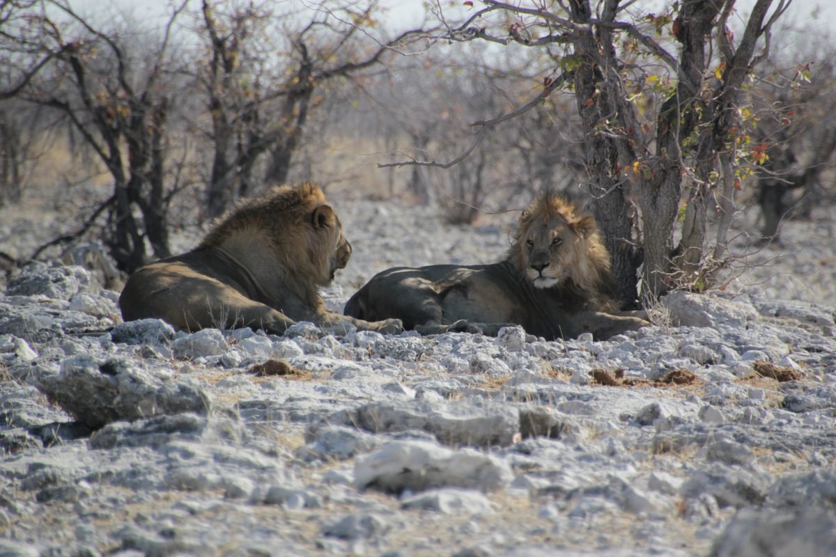 Male Lions in Etosha National Park