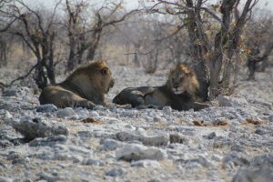 Male Lions in Etosha National Park