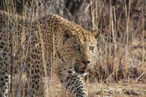 Leopard walking trough grass