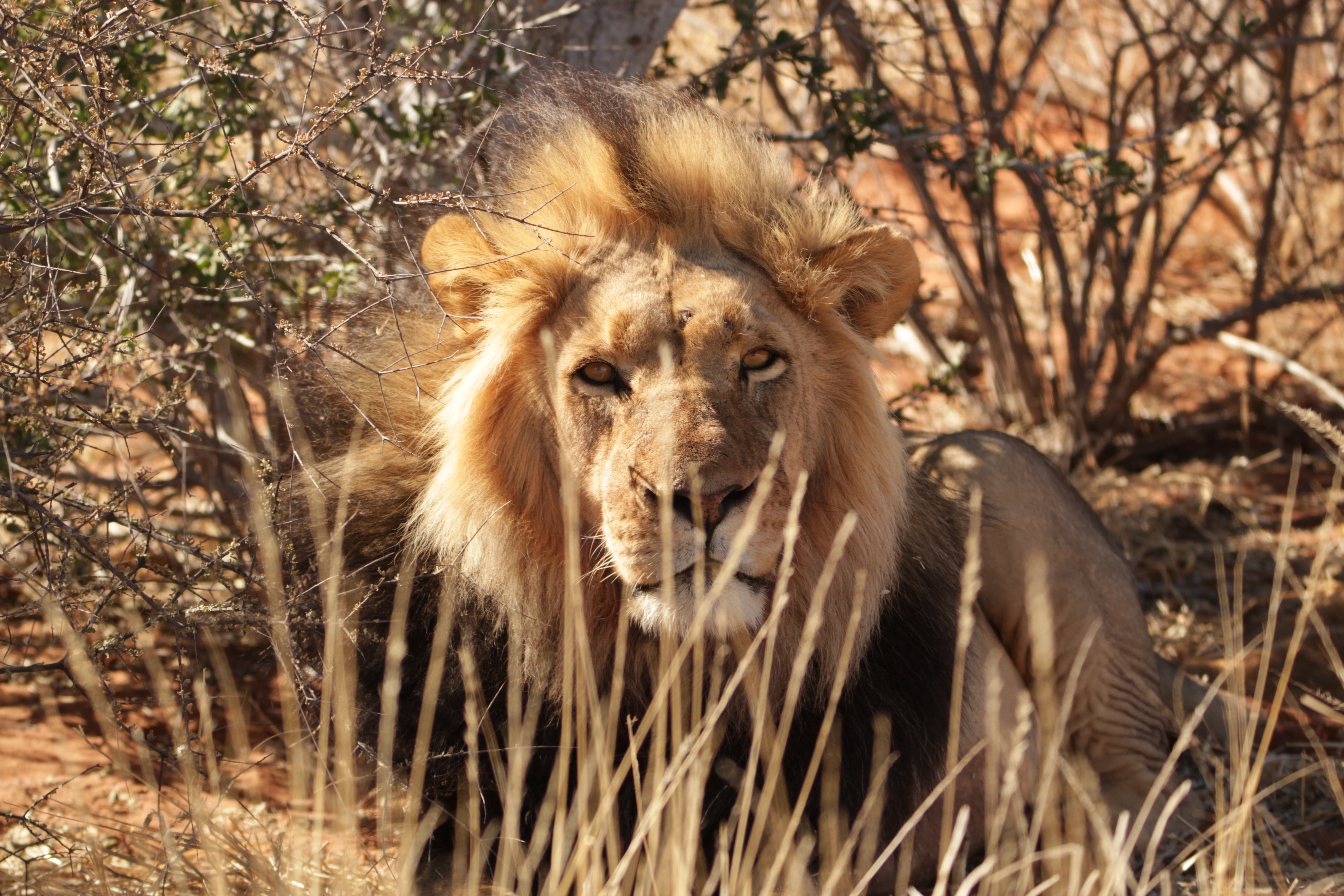 Kalahari Black-maned Lion