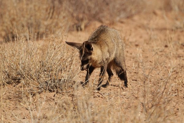 Bat-Eared Fox