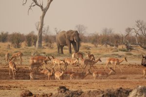 Impala & Elephant