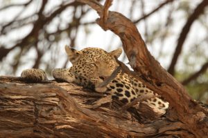 Leopard sleeping in tree