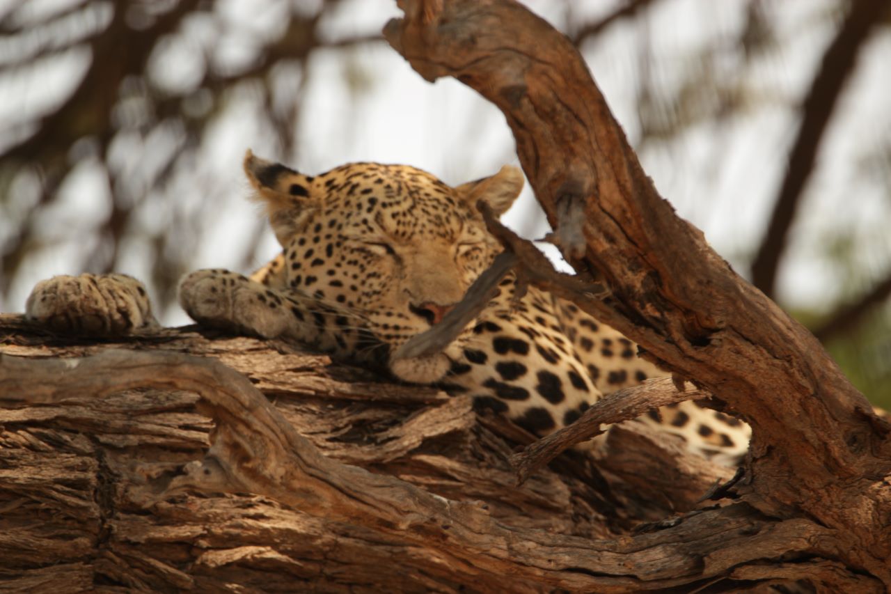Leopard sleeping in tree