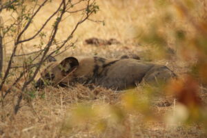 Wild Dog sleeping