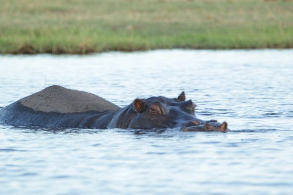 Hippo swimming
