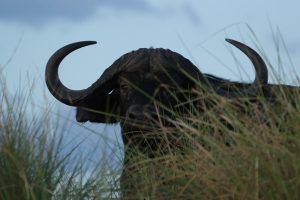 Buffalo in grass