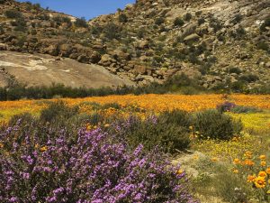 Namaqualand Daisies in bloom