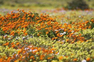 Namaqualand Daisies in bloom