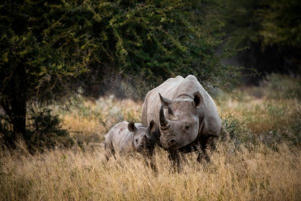Black Rhino in Kruger National Park