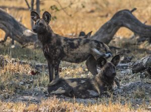 Wild Dogs
