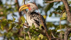 Yellow-billed Toko
