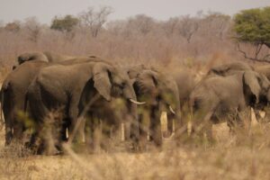 Elephant herd