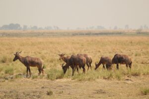 Tsessebe
