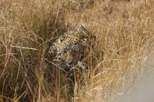 Leopard crouching in grass