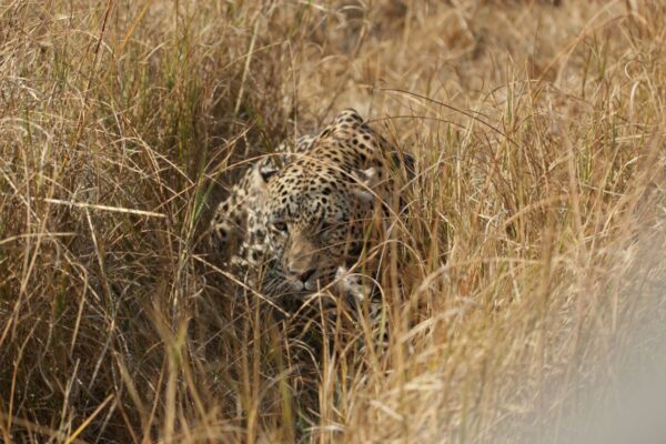Leopard crouching in grass