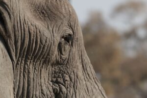 Elephant Eye