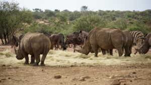 Rhinos & Zebras
