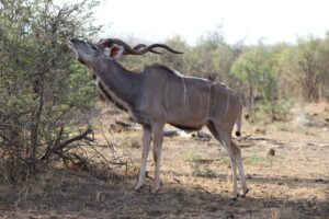 Kudu Bull feeding