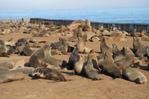 Cape Cross Seals