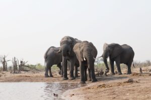 Elephants at water