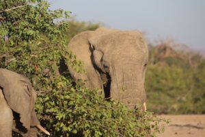 Elephant in bushes