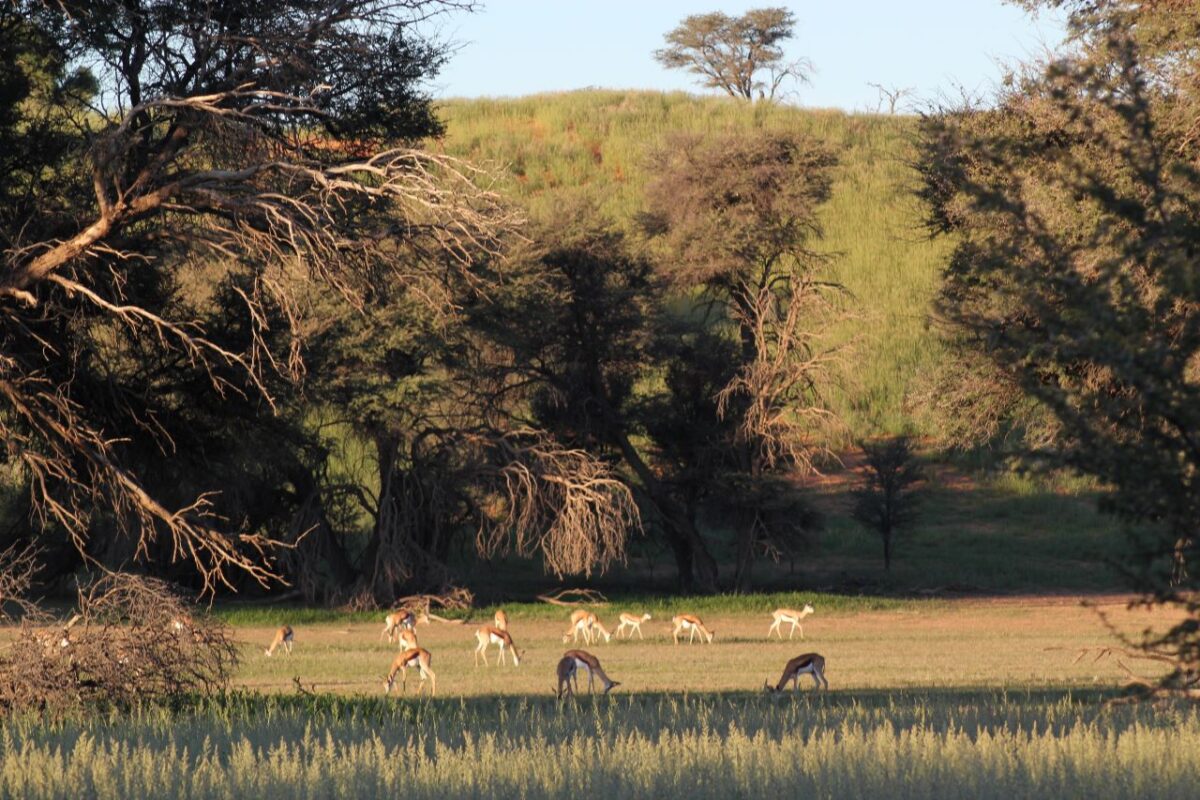 Springbok grazing in the Kalahari